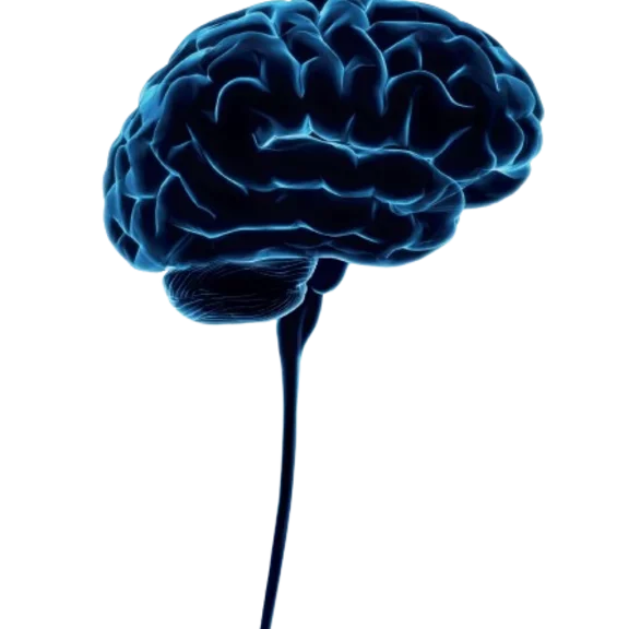 Bild på en hjärna