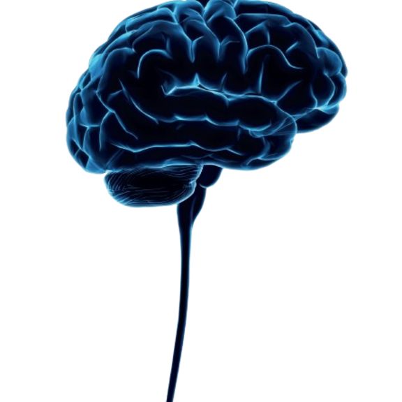 Bild på en hjärna